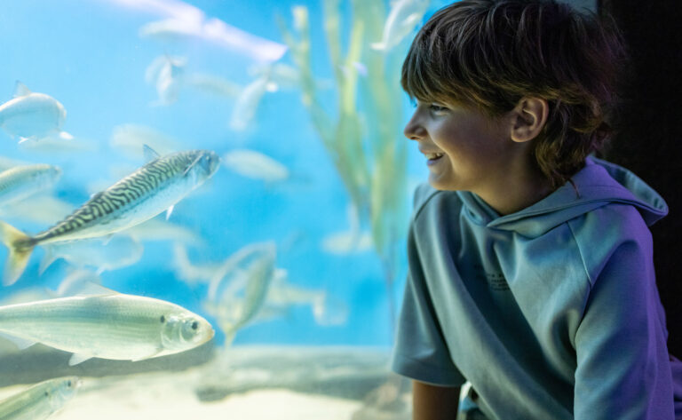 Aquarium NB1 1 768x473
